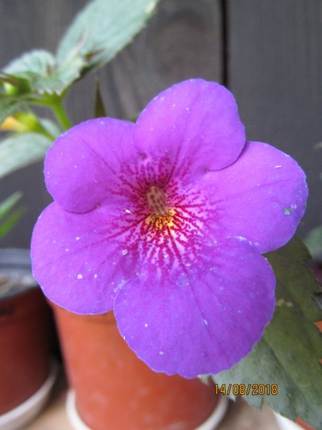 Orion - ACHIMENES 2020 - VANZARI HIBRIZI