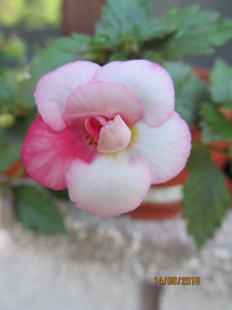 Tamara Khorkina - ACHIMENES 2020 - VANZARI HIBRIZI