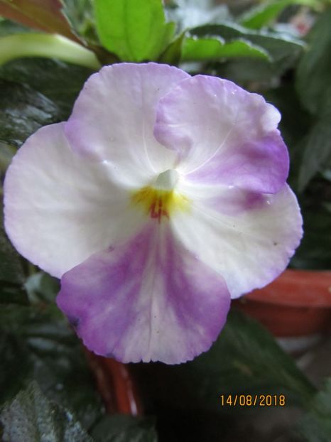 Humberto Vitorino - ACHIMENES 2020 - VANZARI HIBRIZI