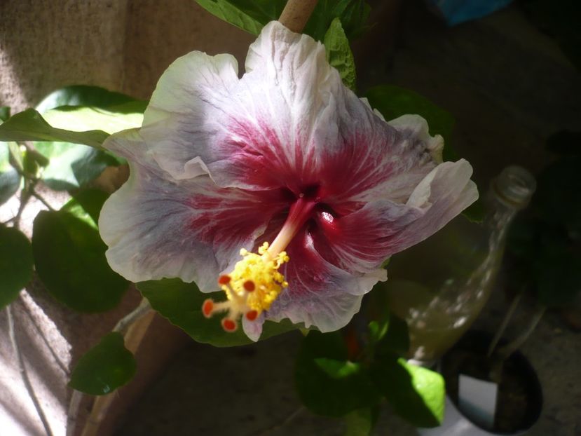 P1390504 - HIBISCUSI 2018-3