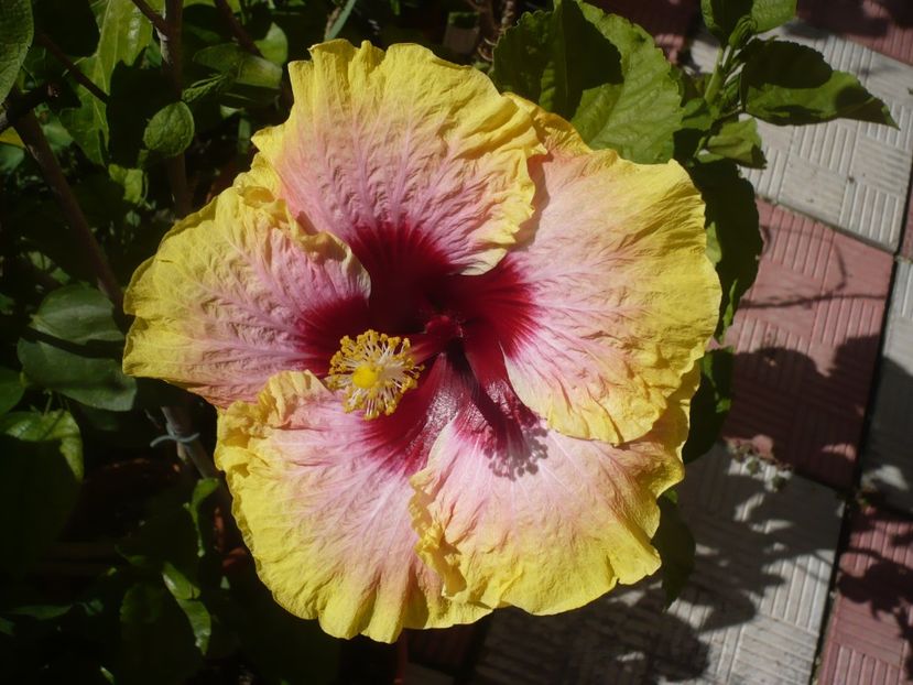 P1390505 - HIBISCUSI 2018-3