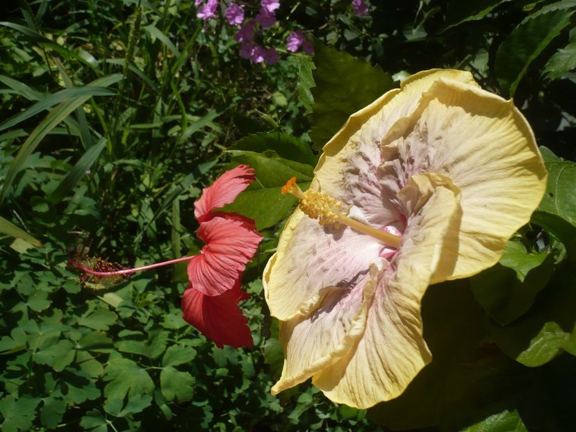 P1390506 - HIBISCUSI 2018-3
