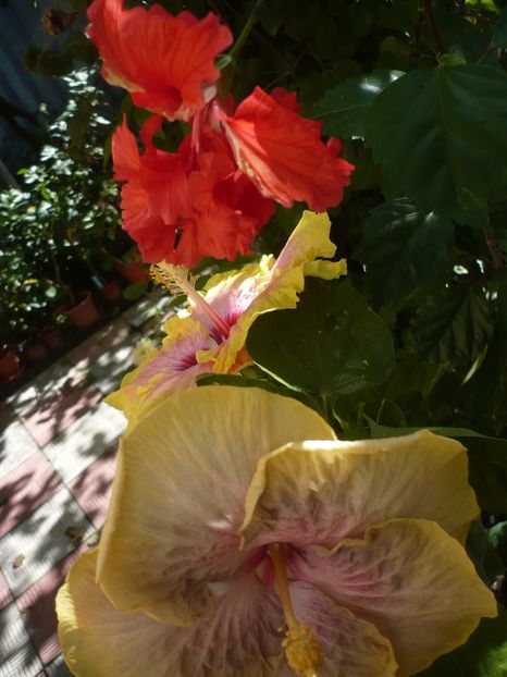P1390507 - HIBISCUSI 2018-3