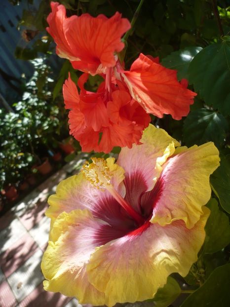 P1390508 - HIBISCUSI 2018-3