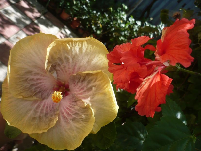 P1390509 - HIBISCUSI 2018-3