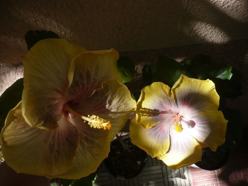 P1390510 - HIBISCUSI 2018-3