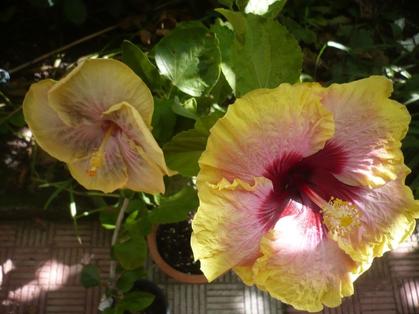 P1390512 - HIBISCUSI 2018-3