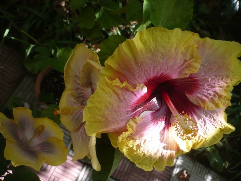 P1390514 - HIBISCUSI 2018-3