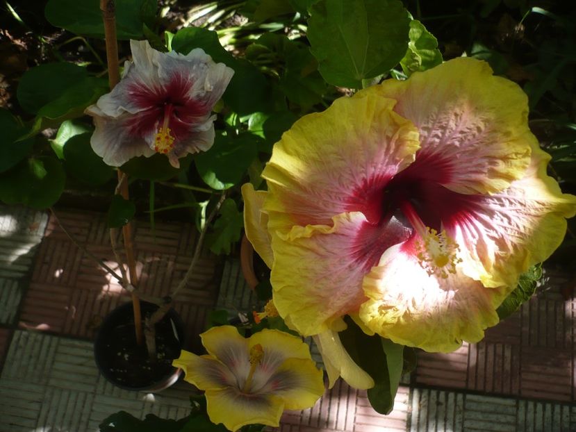 P1390516 - HIBISCUSI 2018-3