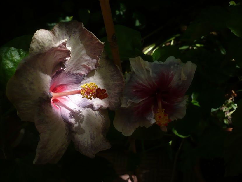 P1390517 - HIBISCUSI 2018-3