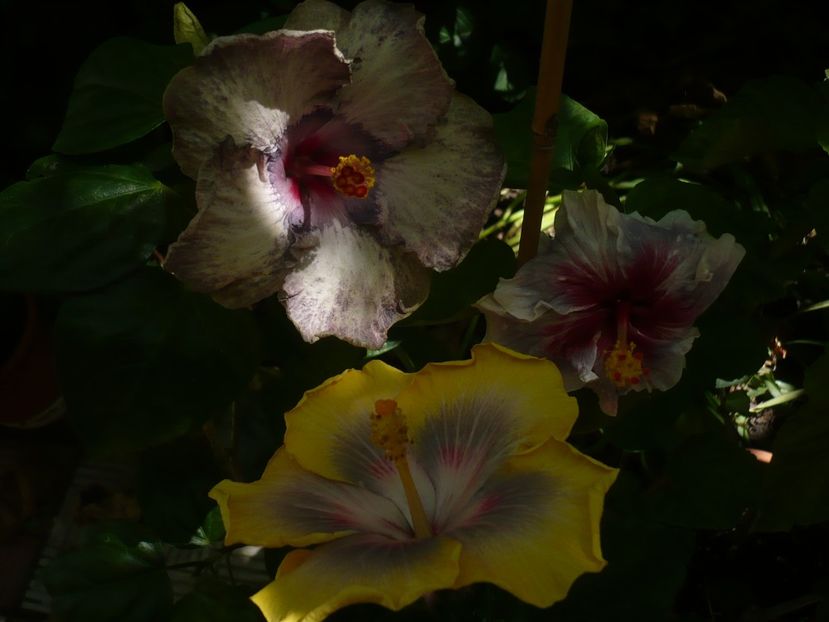 P1390518 - HIBISCUSI 2018-3