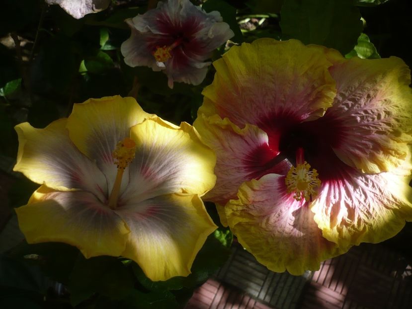 P1390519 - HIBISCUSI 2018-3