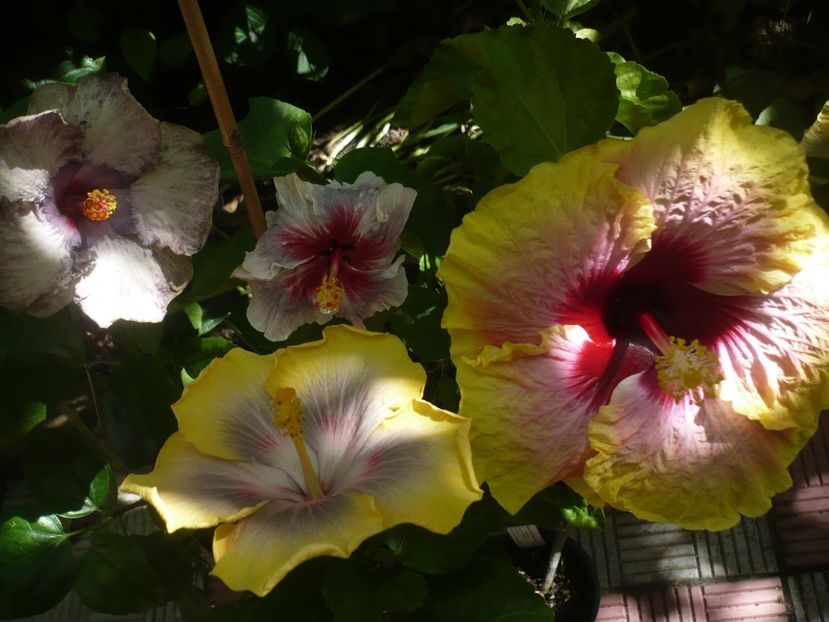 P1390520 - HIBISCUSI 2018-3