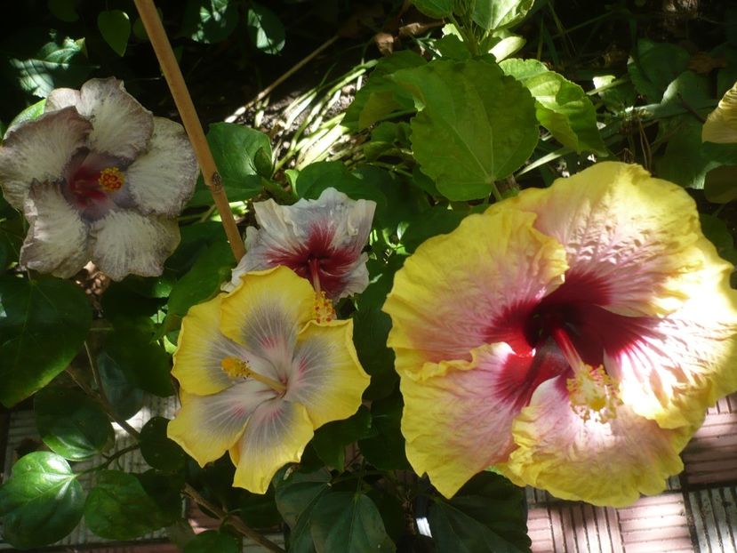 P1390521 - HIBISCUSI 2018-3