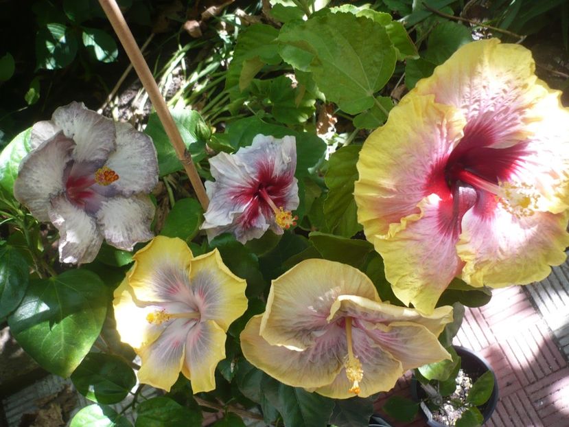 P1390523 - HIBISCUSI 2018-3