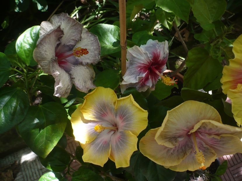 P1390524 - HIBISCUSI 2018-3