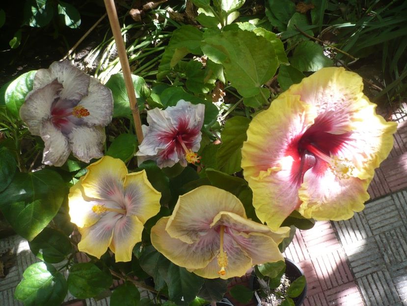 P1390525 - HIBISCUSI 2018-3