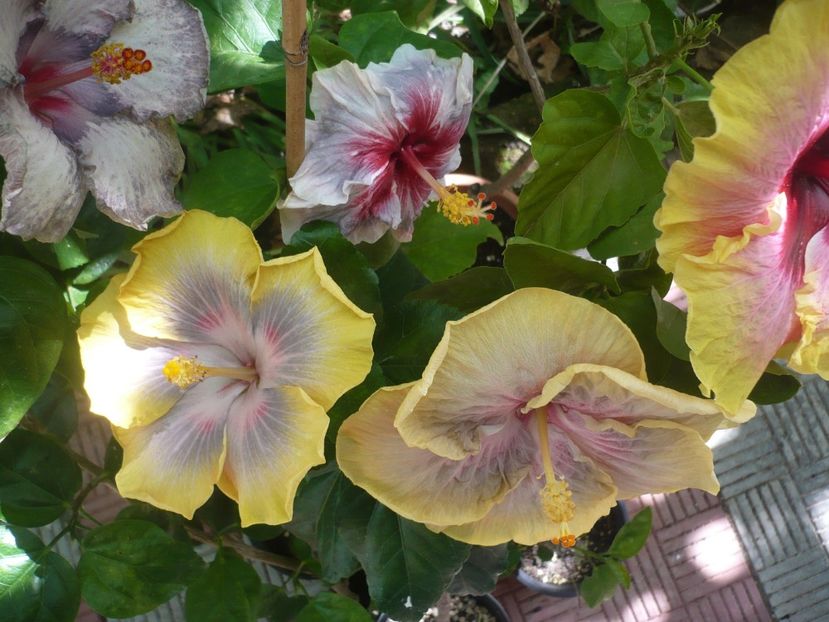 P1390526 - HIBISCUSI 2018-3