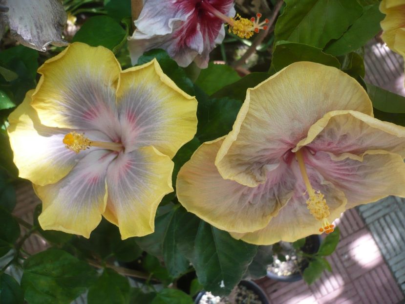 P1390527 - HIBISCUSI 2018-3