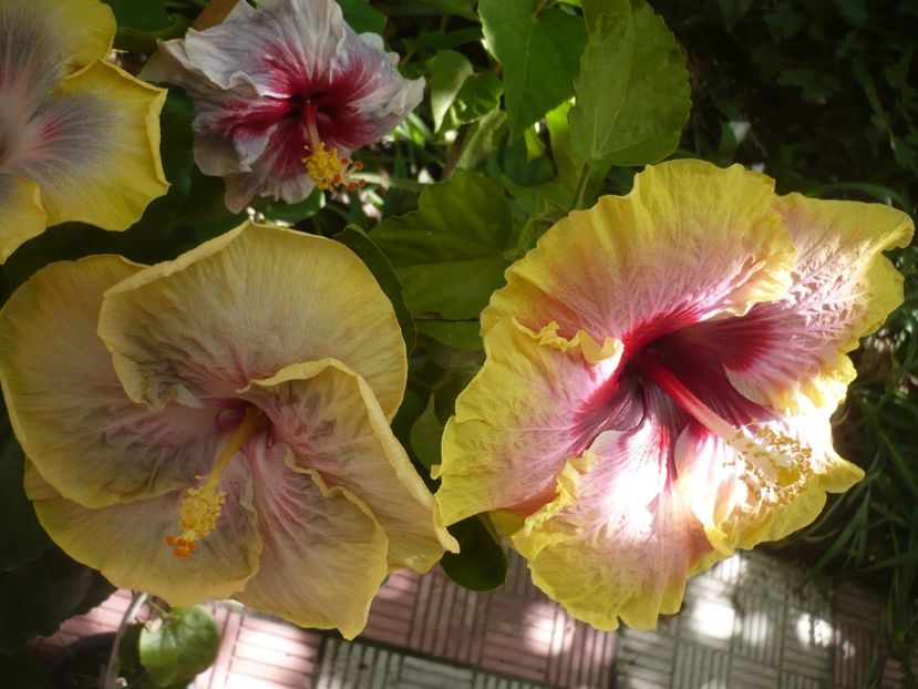 P1390528 - HIBISCUSI 2018-3