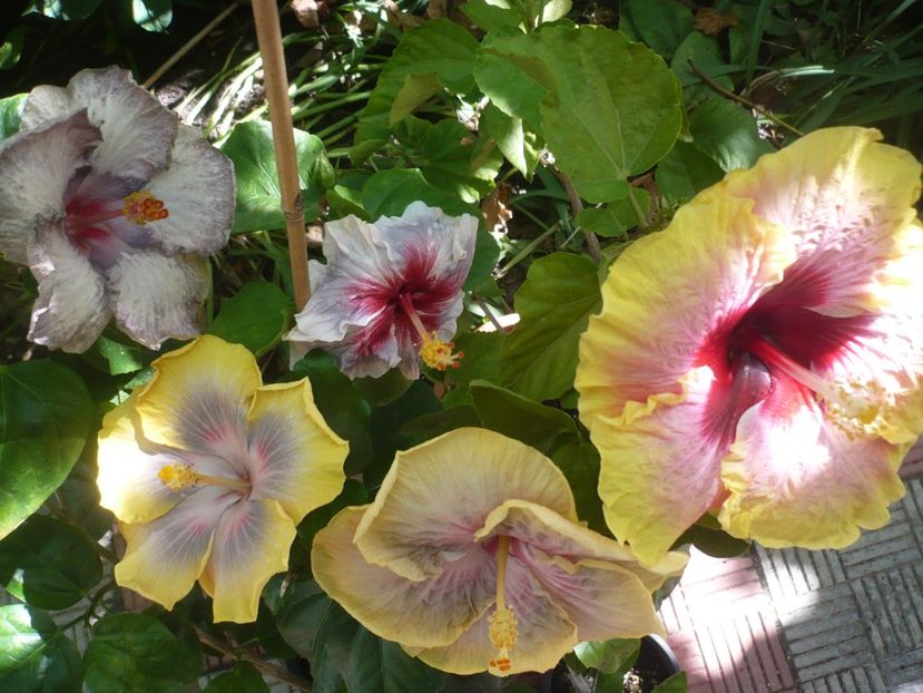 P1390531 - HIBISCUSI 2018-3