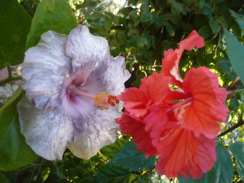 P1390542 - HIBISCUSI 2018-3