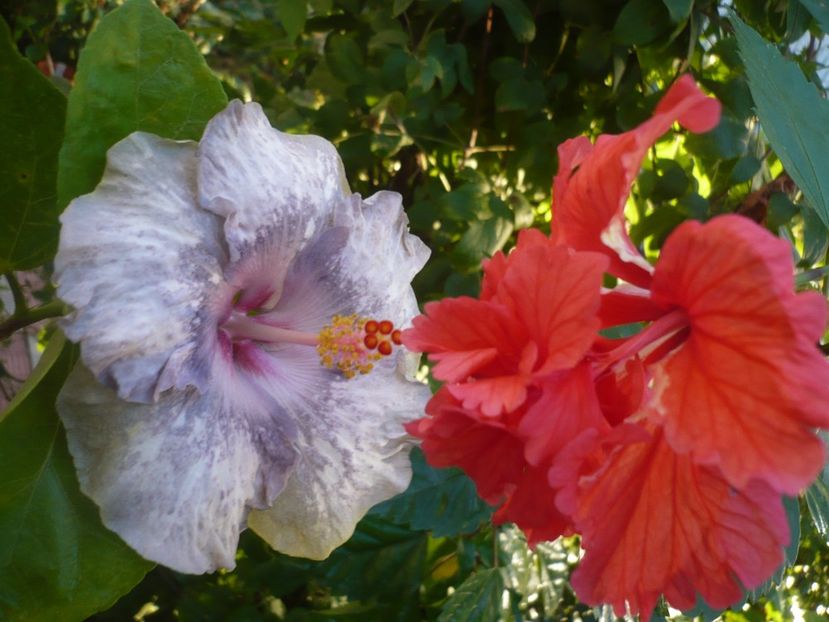 P1390543 - HIBISCUSI 2018-3