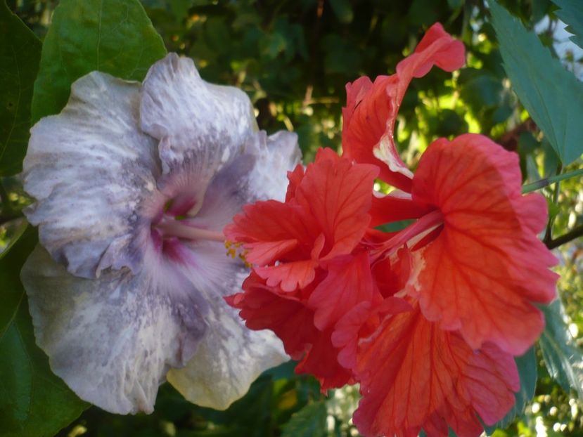 P1390544 - HIBISCUSI 2018-3