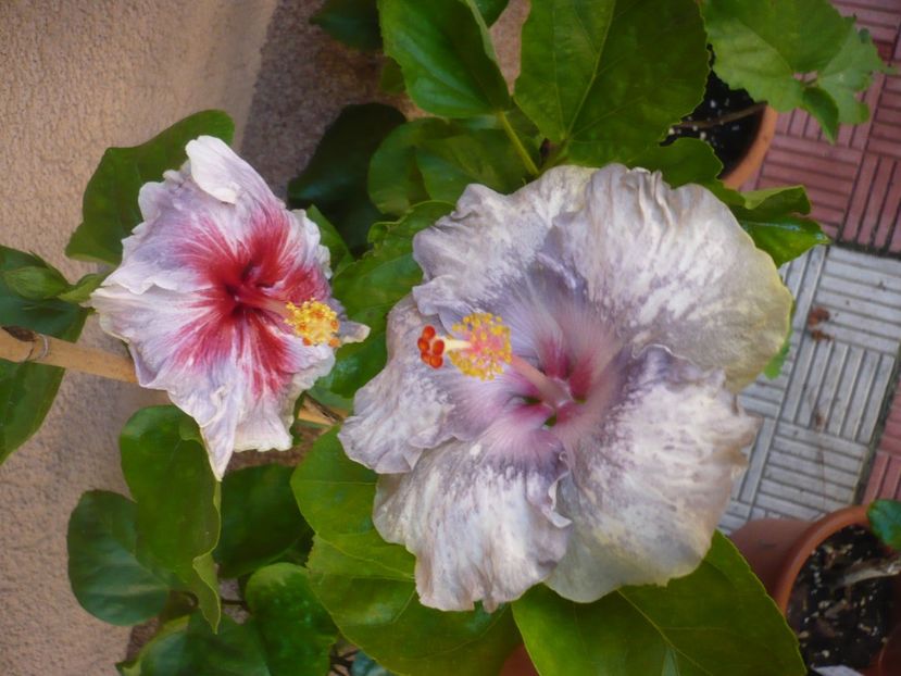 P1390545 - HIBISCUSI 2018-3