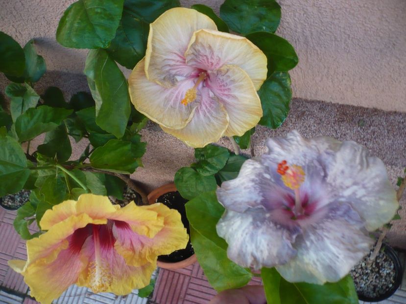 P1390546 - HIBISCUSI 2018-3