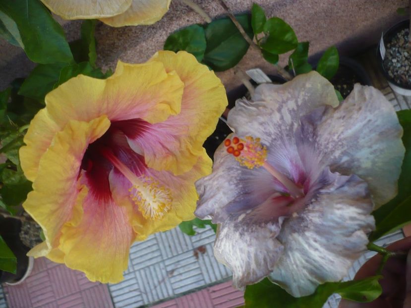 P1390547 - HIBISCUSI 2018-3