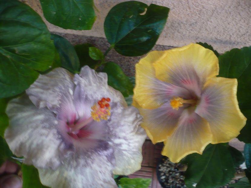 P1390550 - HIBISCUSI 2018-3