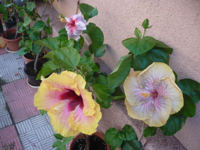 P1390553 - HIBISCUSI 2018-3