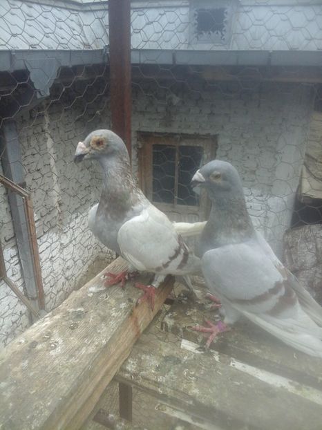  - Voaiajori stil vechi