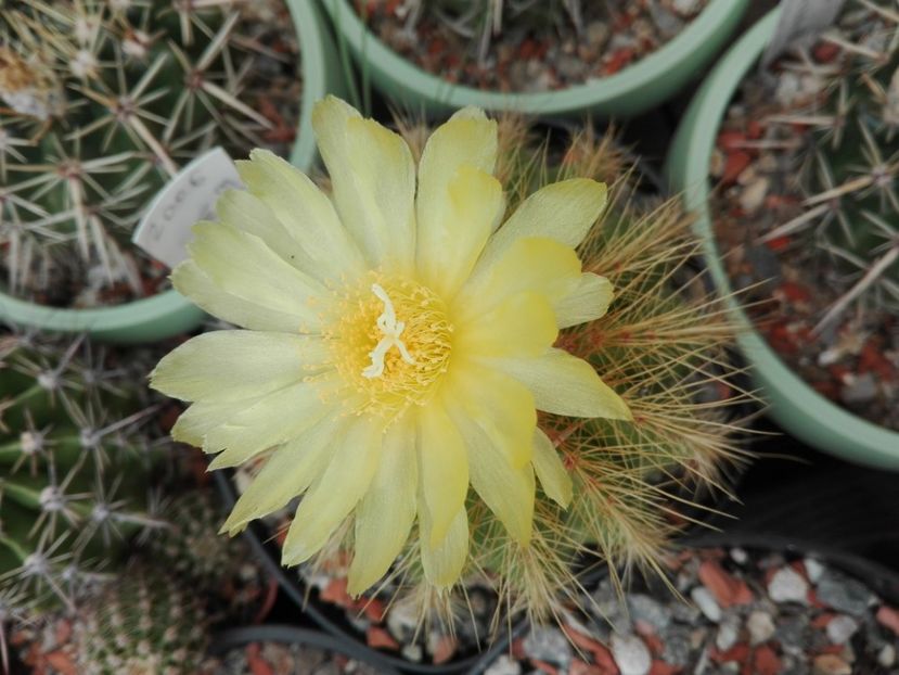  - Cactusi înfloriti 2018