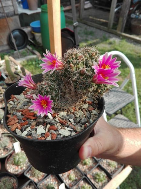  - Cactusi înfloriti 2018