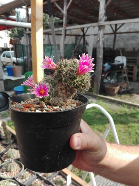  - Cactusi înfloriti 2018