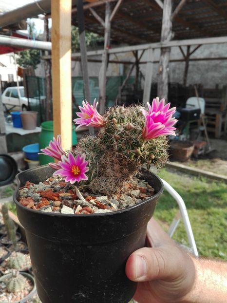  - Cactusi înfloriti 2018