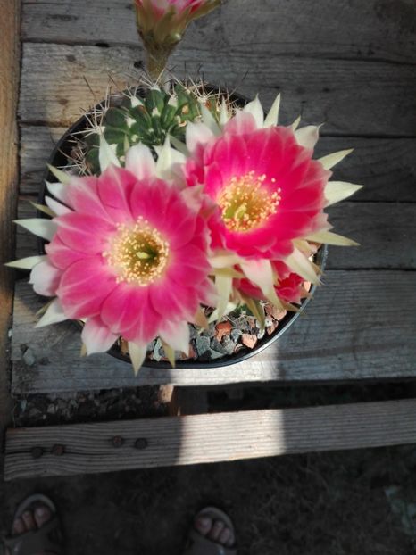  - Cactusi înfloriti 2018