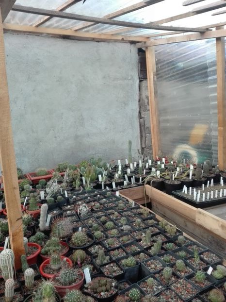  - Cactusi înfloriti 2018