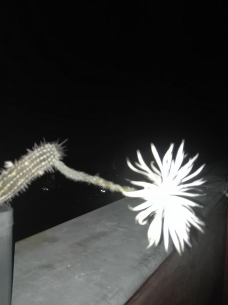  - Cactusi înfloriti 2018