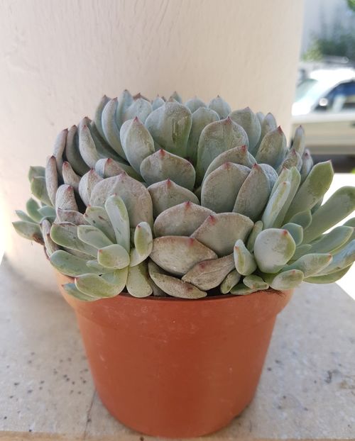 Echeveria cuspidata Zaragoza - Echeveria