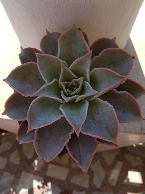 Echeveria Madiba - Echeveria