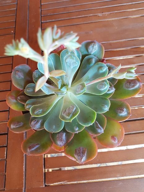 Echeveria Rain Drops - Echeveria