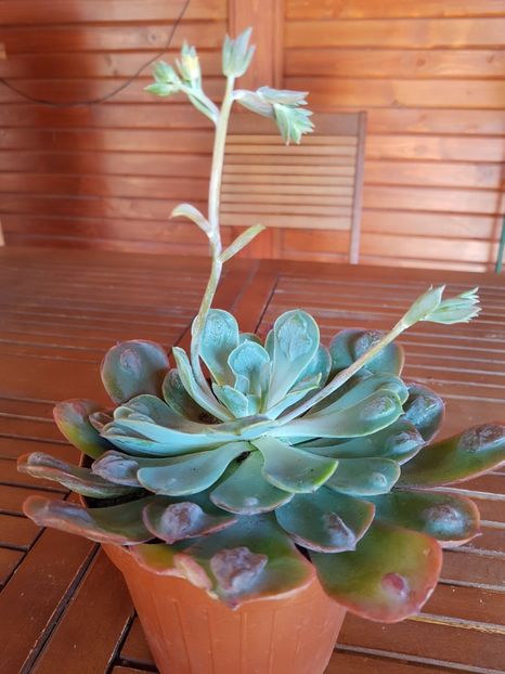 Echeveria Rain Drops - Echeveria