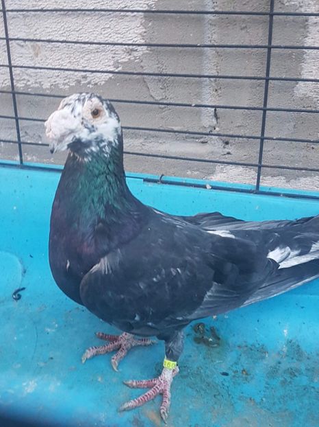 received_606677029698815 - Poze noi 14 august 2018