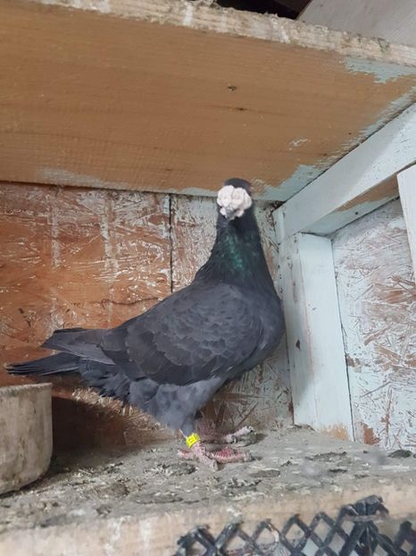 received_608953356137849 - Poze noi 14 august 2018