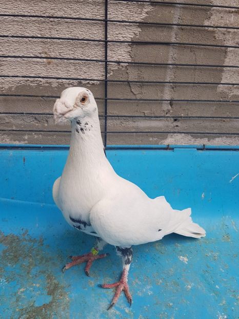 received_609662876066897 - Poze noi 14 august 2018