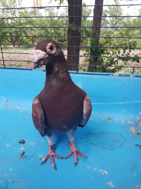 received_611899389176579 - Poze noi 14 august 2018