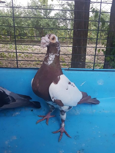 received_612342425798942 - Poze noi 14 august 2018